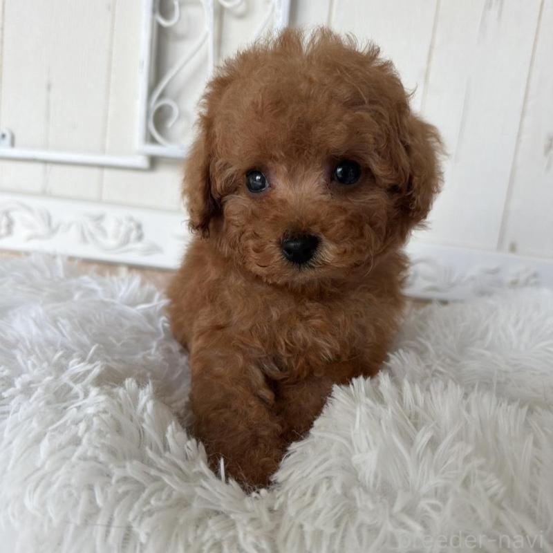 販売中の石川県のタイニープードル-440610の5枚目