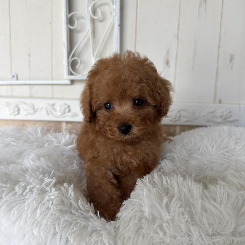 販売中の石川県のタイニープードル-440610の3枚目