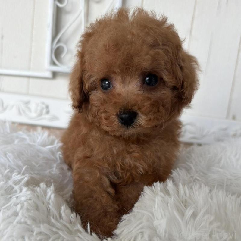 販売中の石川県のタイニープードル-440610の2枚目