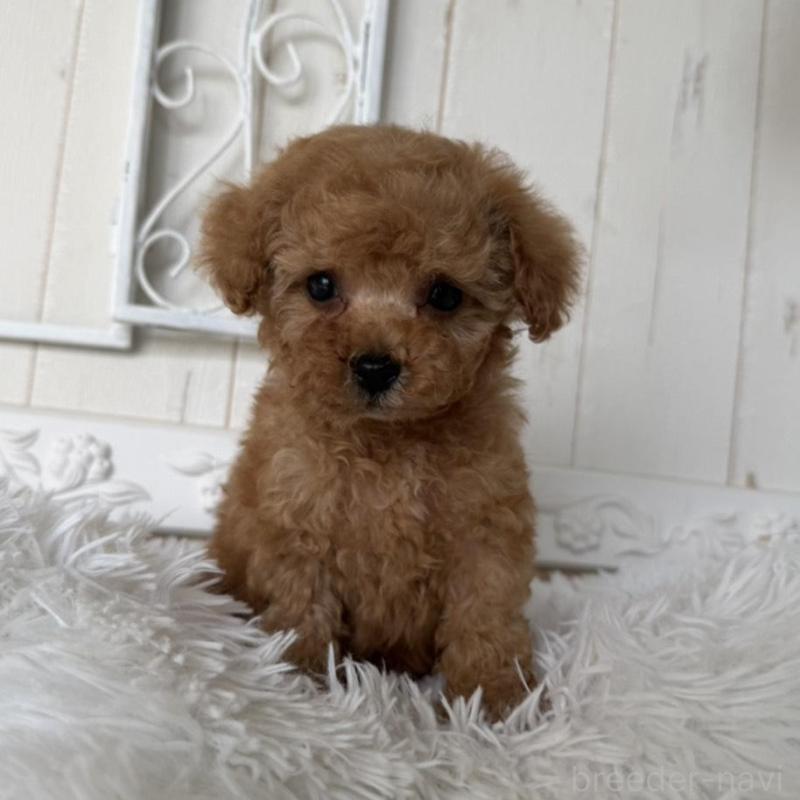 販売中の石川県のタイニープードル-440612