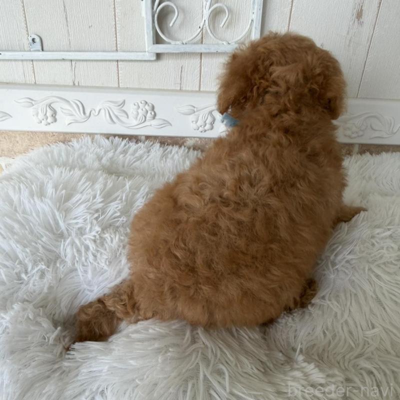 販売中の石川県のタイニープードル-440612の7枚目