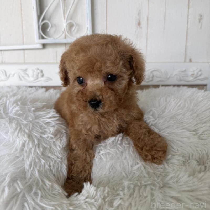 販売中の石川県のタイニープードル-440612の6枚目