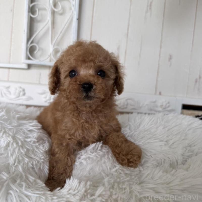 販売中の石川県のタイニープードル-440612の5枚目