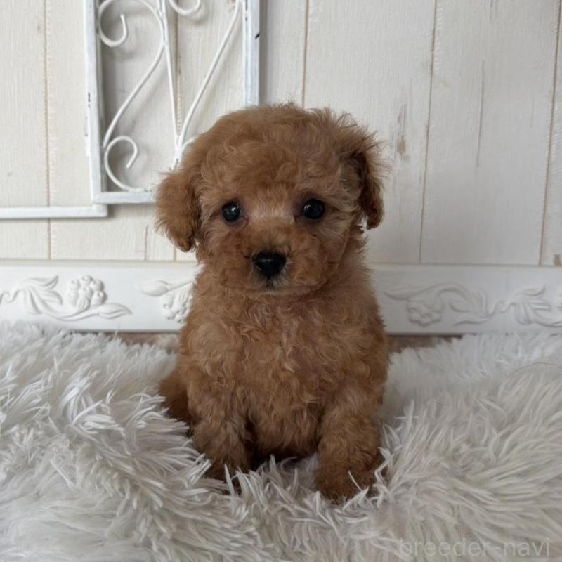 販売中の石川県のタイニープードル-440612の4枚目