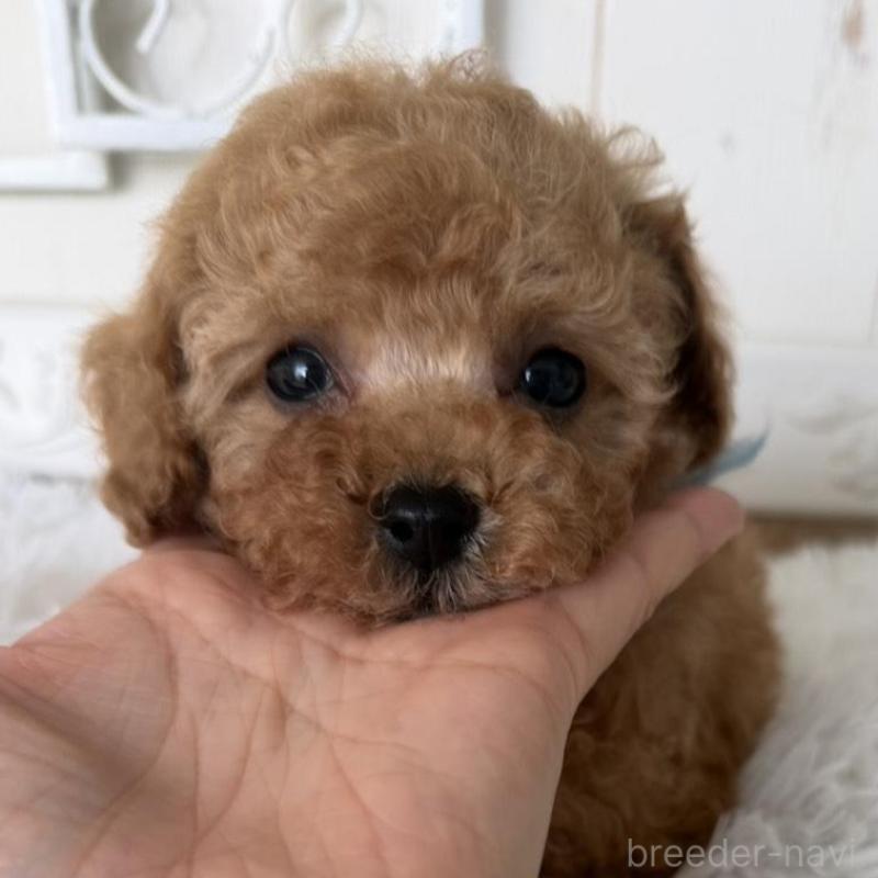 販売中の石川県のタイニープードル-440612の3枚目