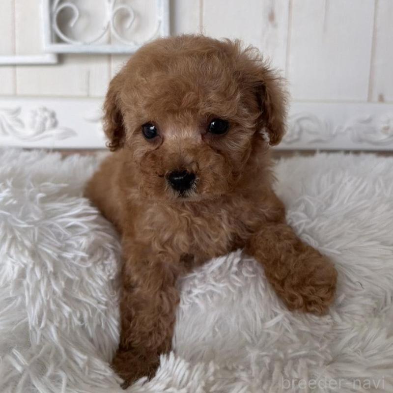 販売中の石川県のタイニープードル-440612の2枚目