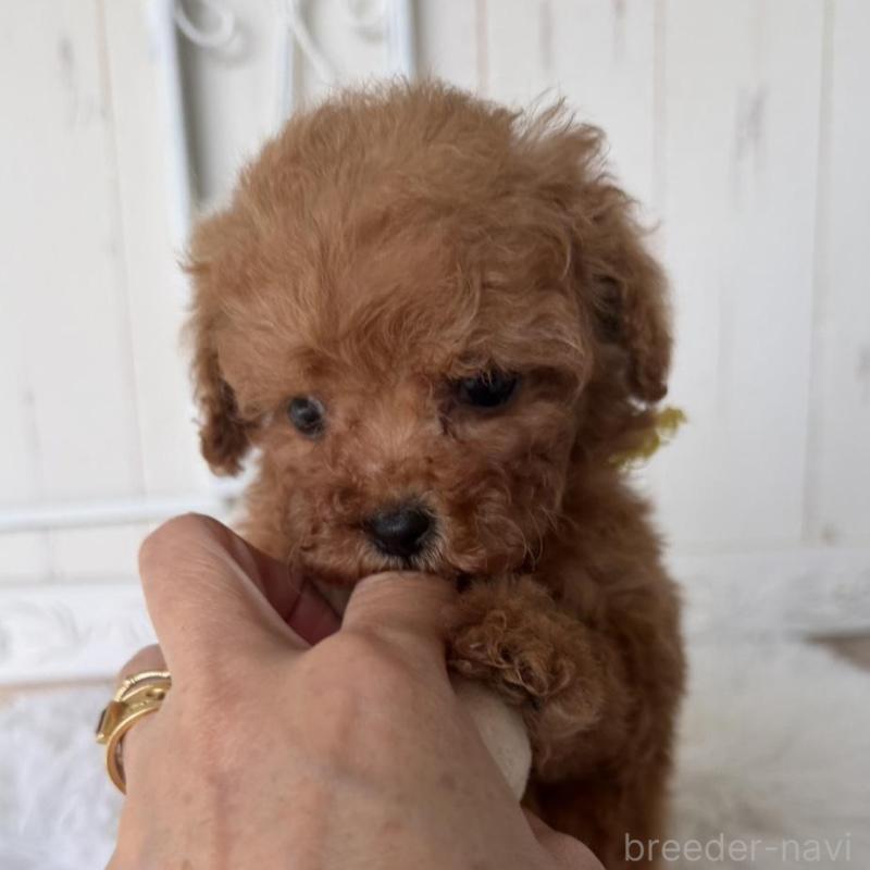 販売中の石川県のタイニープードル-440613の5枚目