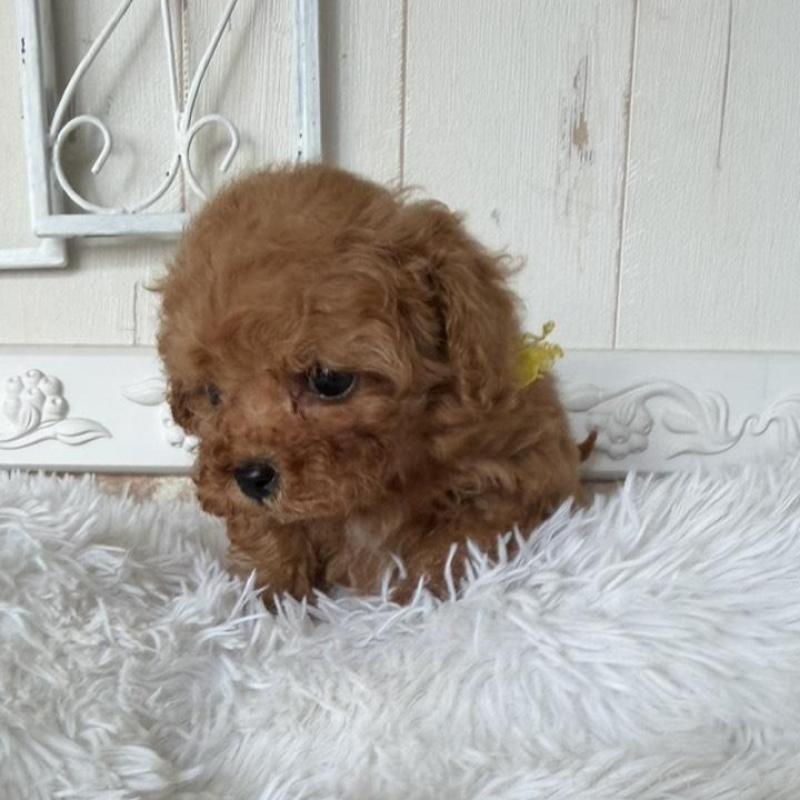 販売中の石川県のタイニープードル-440613の4枚目