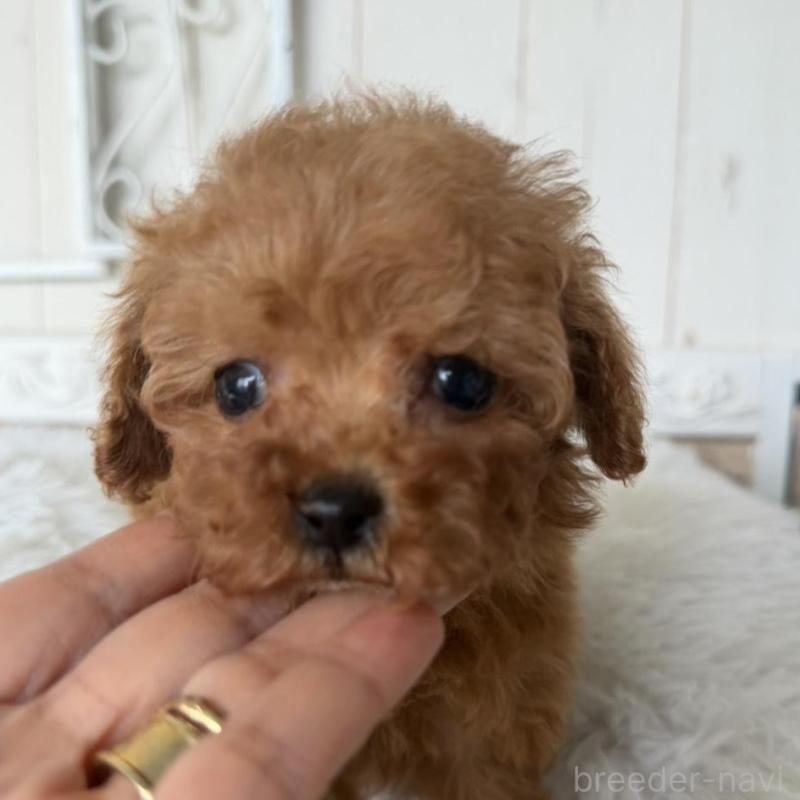 販売中の石川県のタイニープードル-440613の2枚目