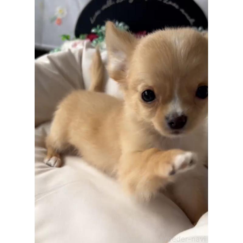 販売中の福岡県のチワワ(ロングコート)-432600の4枚目