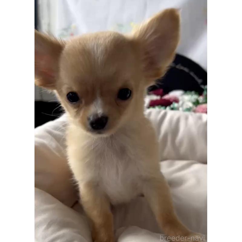 販売中の福岡県のチワワ(ロングコート)-432600の3枚目