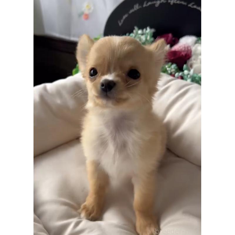 販売中の福岡県のチワワ(ロングコート)-432600の2枚目