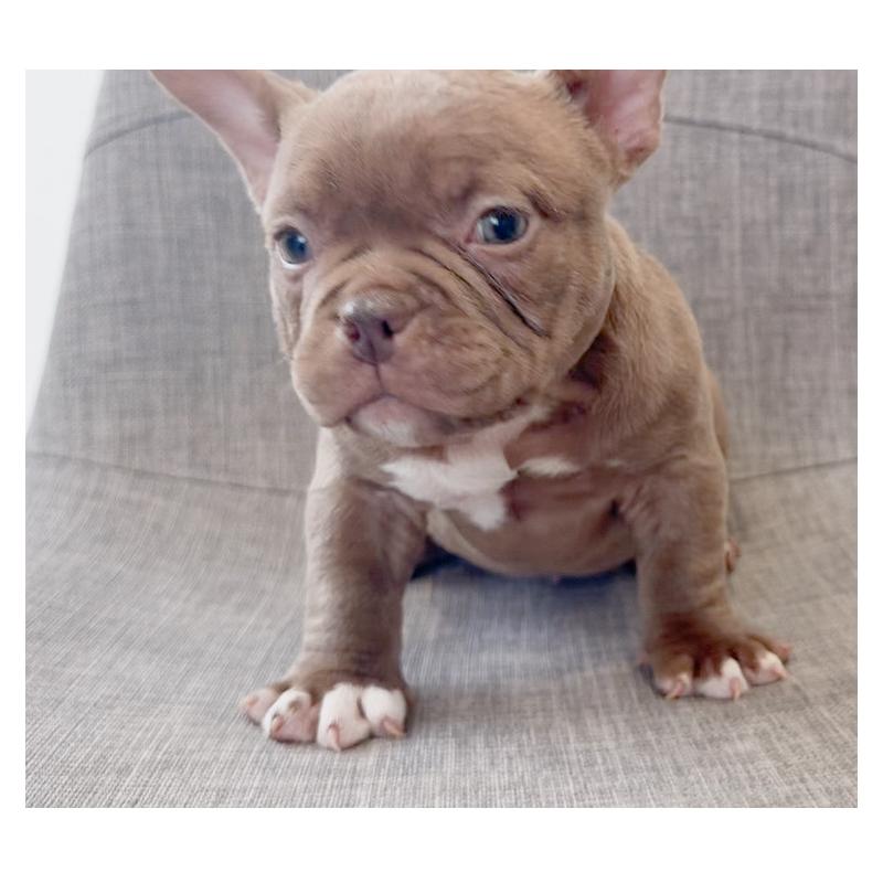 成約済の兵庫県のエキゾチックブリー-435870の3枚目