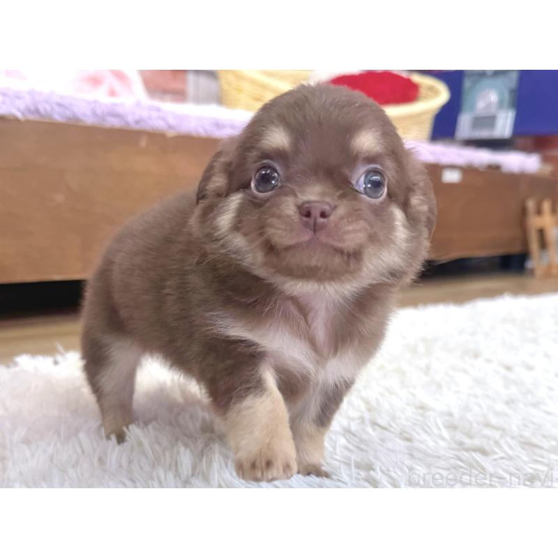 販売中の神奈川県のチワワ(ロングコート)-440614の6枚目