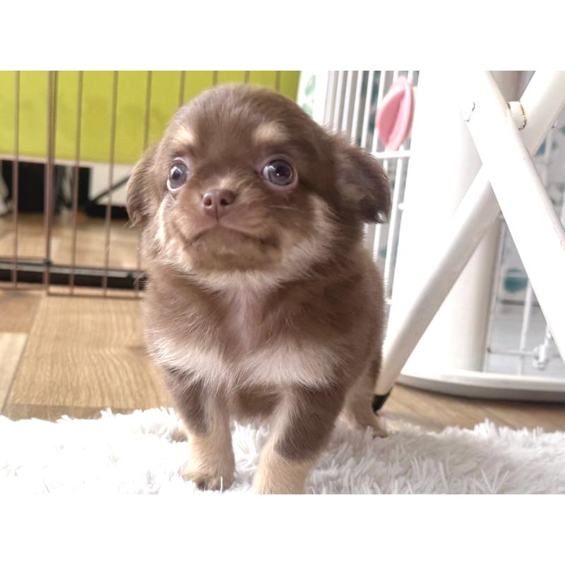 販売中の神奈川県のチワワ(ロングコート)-440614の5枚目