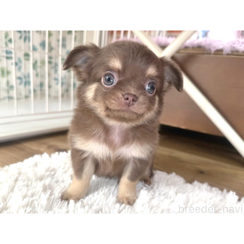 販売中の神奈川県のチワワ(ロングコート)-440614の4枚目