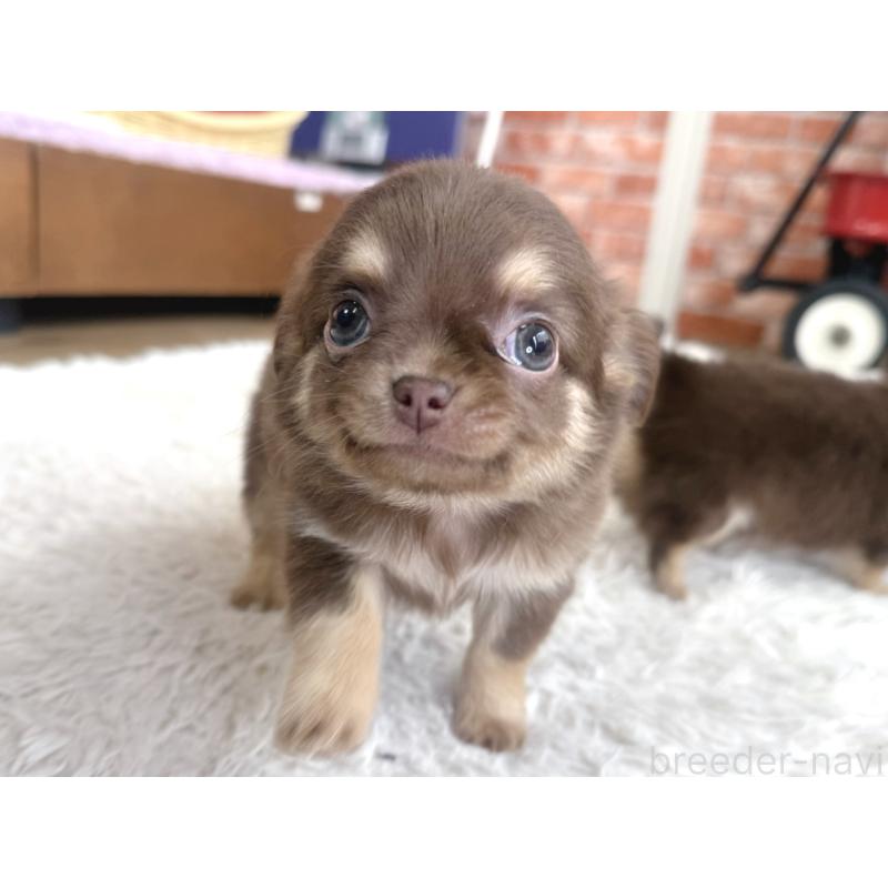 販売中の神奈川県のチワワ(ロングコート)-440614の3枚目