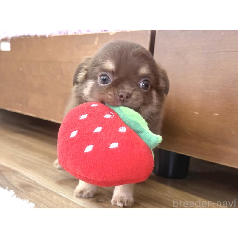 販売中の神奈川県のチワワ(ロングコート)-440614の2枚目