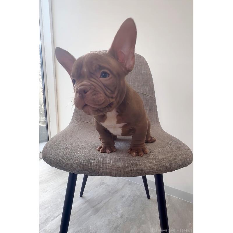 成約済の兵庫県のエキゾチックブリー-439551の4枚目