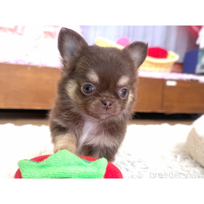 販売中の神奈川県のチワワ(ロングコート)-440615の5枚目