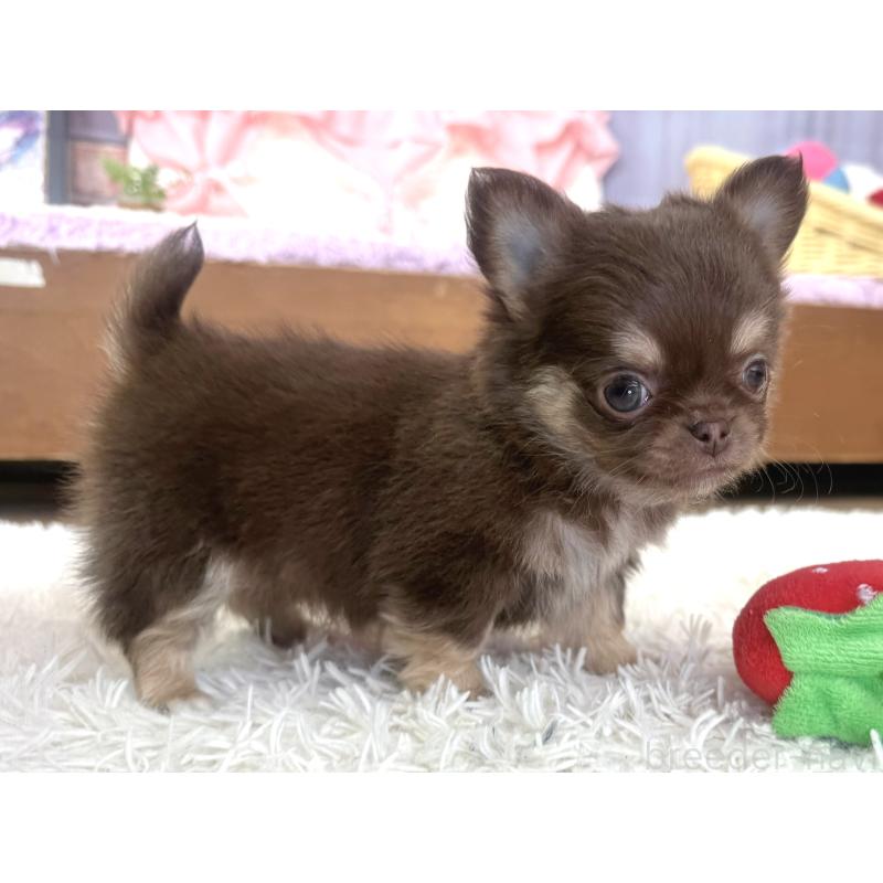 販売中の神奈川県のチワワ(ロングコート)-440615の4枚目