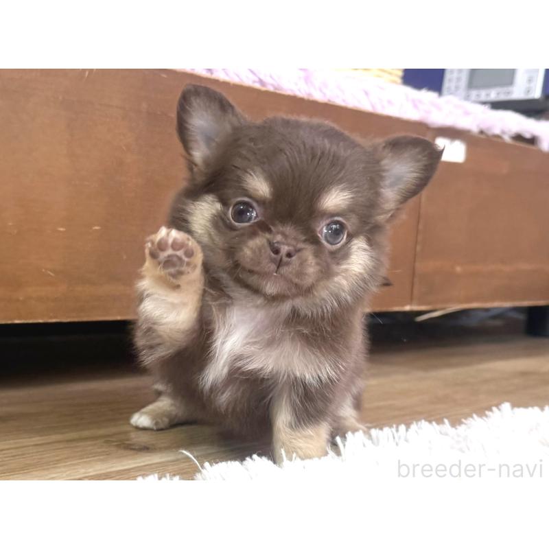 販売中の神奈川県のチワワ(ロングコート)-440615の3枚目