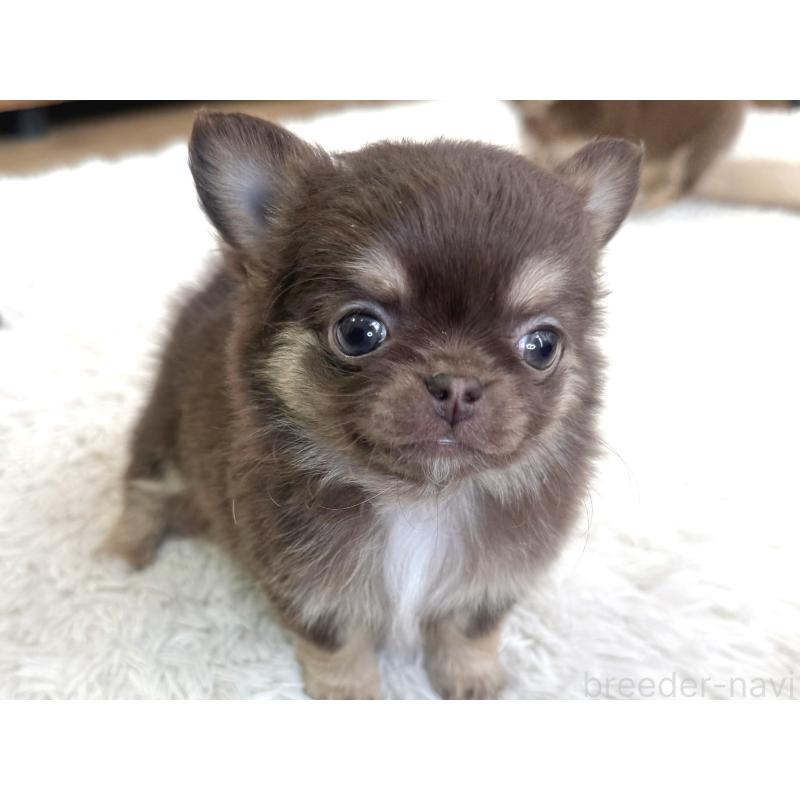 販売中の神奈川県のチワワ(ロングコート)-440615の2枚目