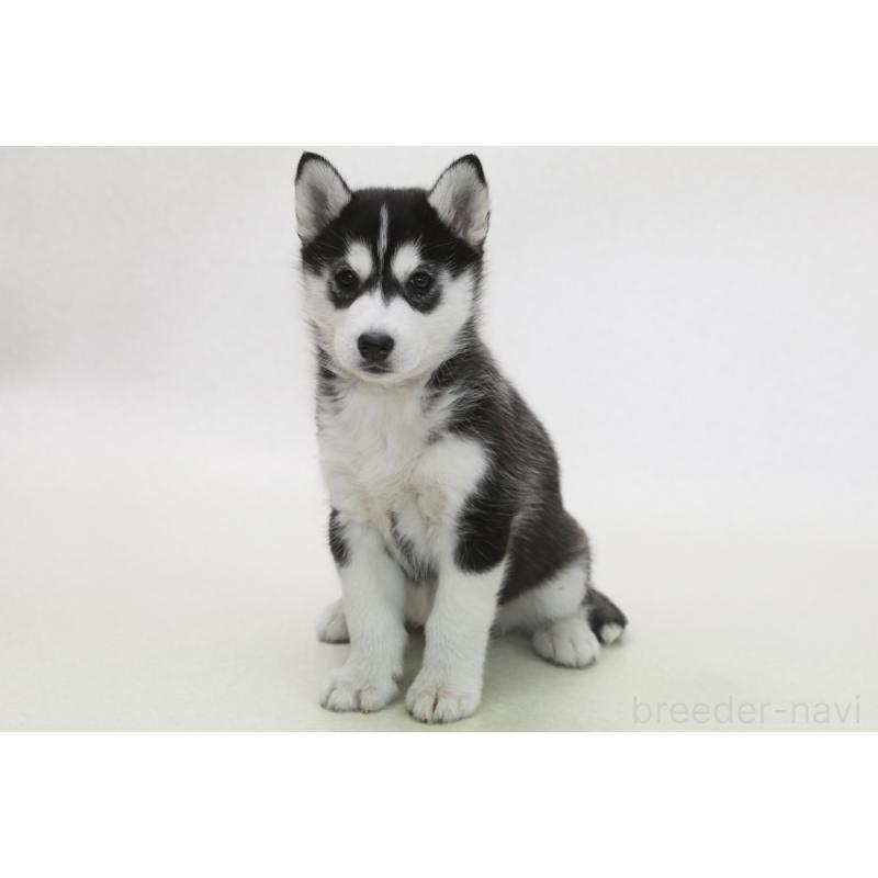 販売中の神奈川県のシベリアンハスキー-439980
