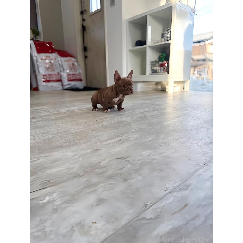 成約済の兵庫県のエキゾチックブリー-435870の2枚目