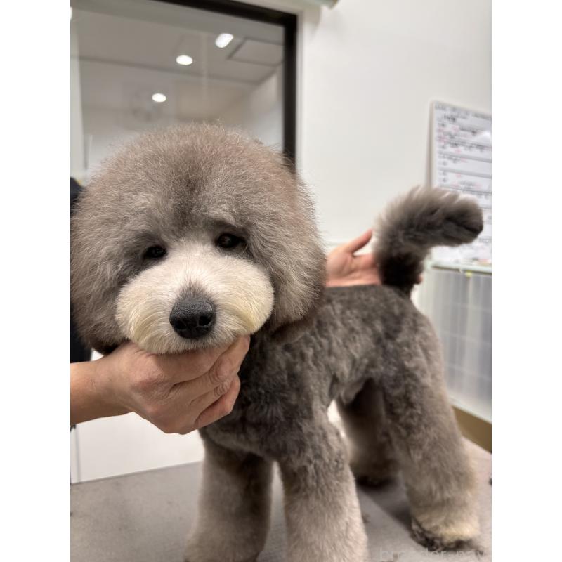 販売中の宮崎県のタイニープードル-440616の4枚目