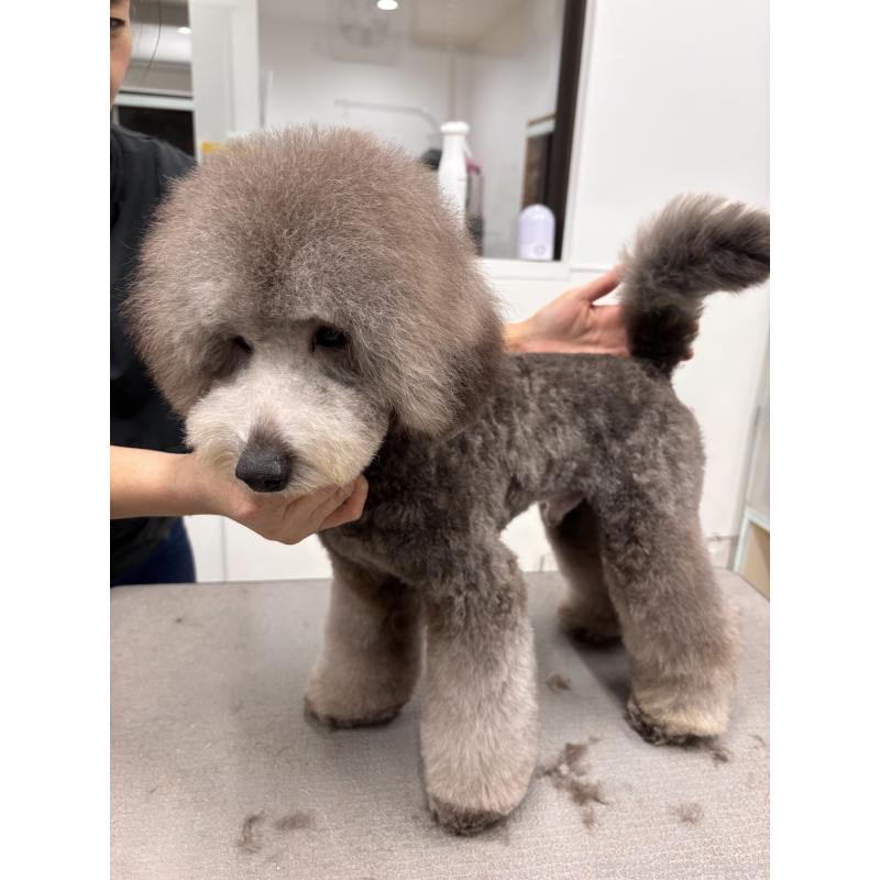 販売中の宮崎県のタイニープードル-440616の3枚目