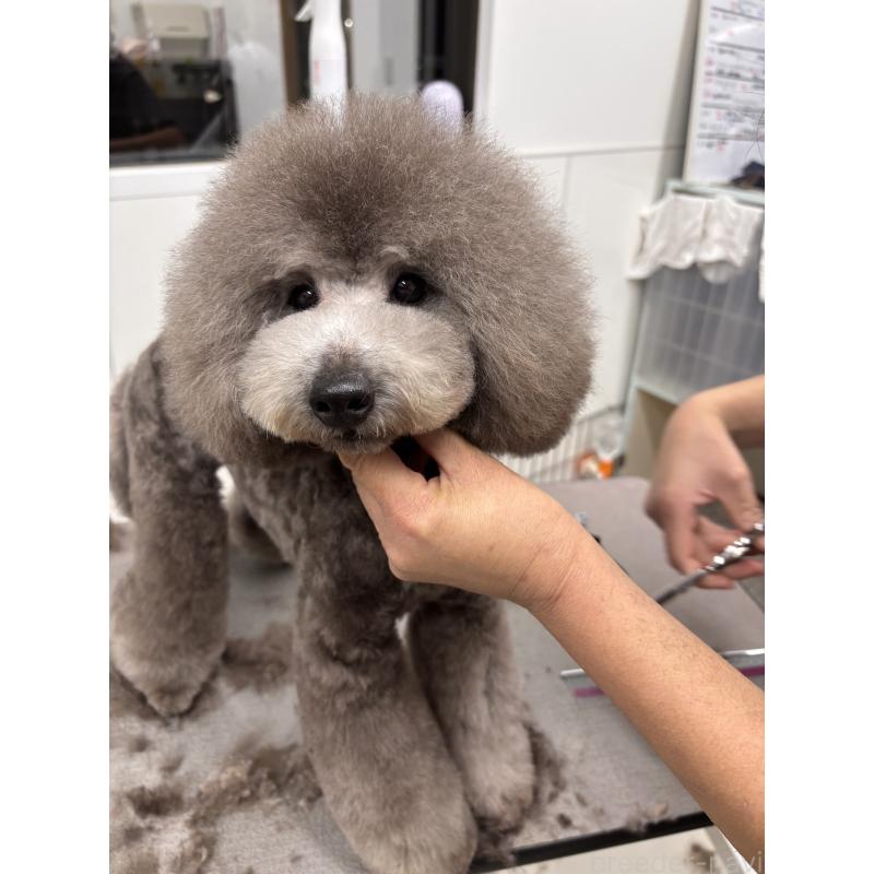 販売中の宮崎県のタイニープードル-440616の2枚目