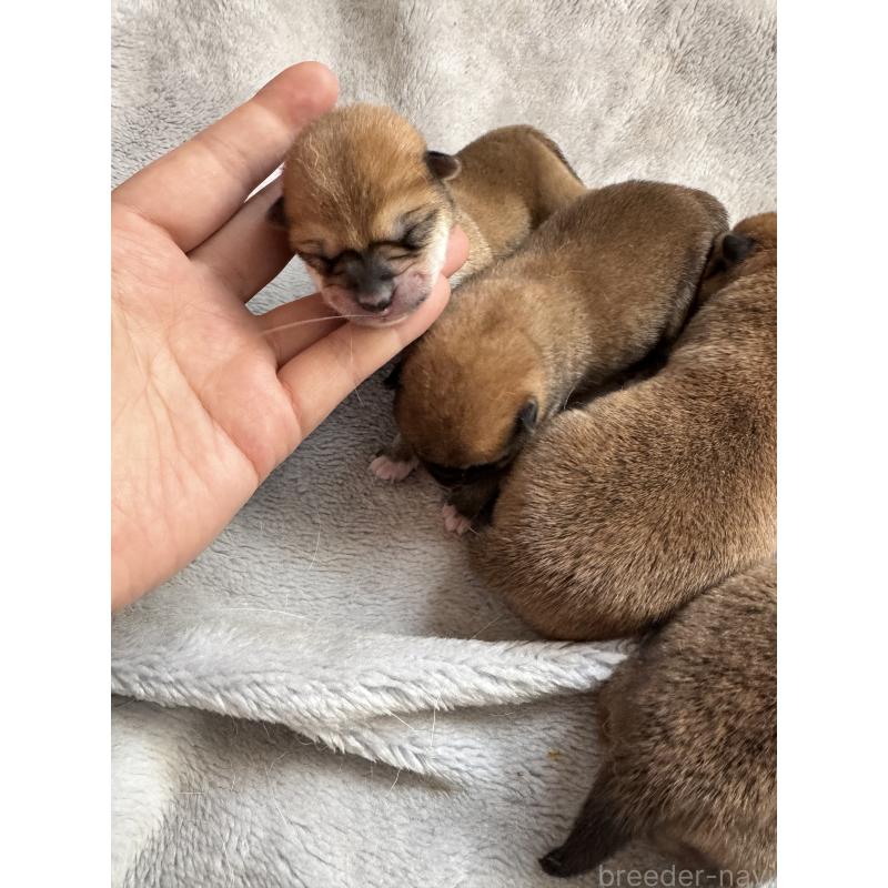 販売中の茨城県の柴犬-440618の4枚目