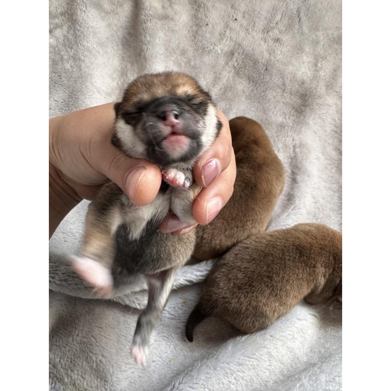 販売中の茨城県の柴犬-440618の3枚目