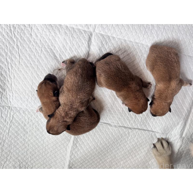 販売中の茨城県の柴犬-440618の2枚目