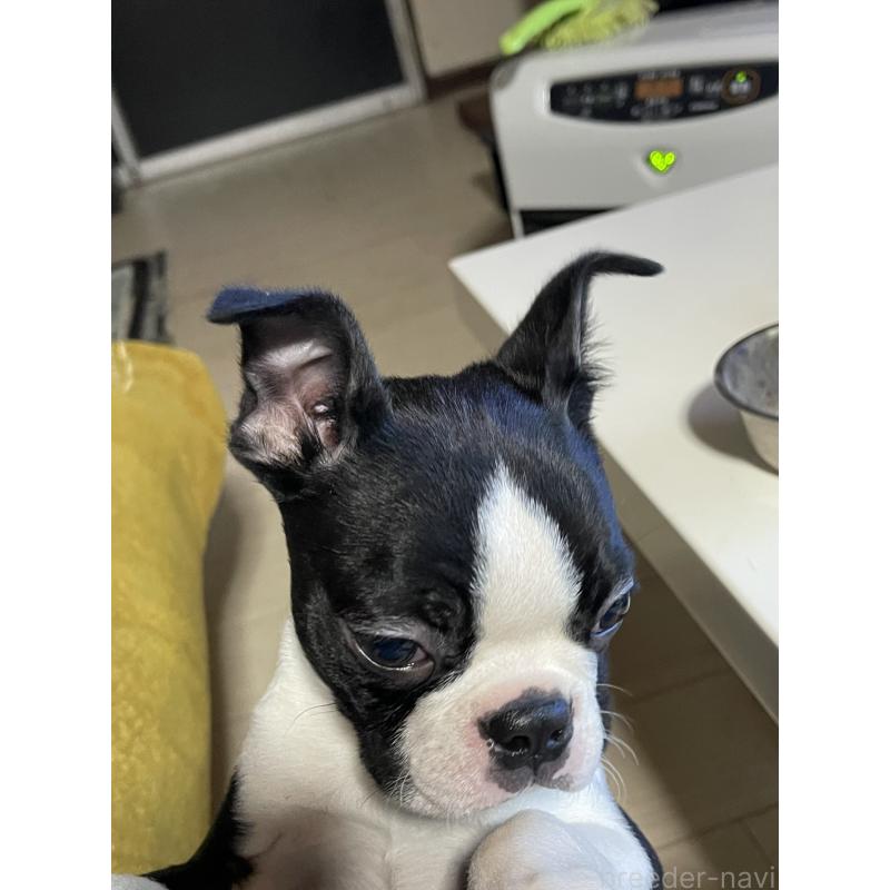 販売中の岡山県のボストンテリア-420781の9枚目