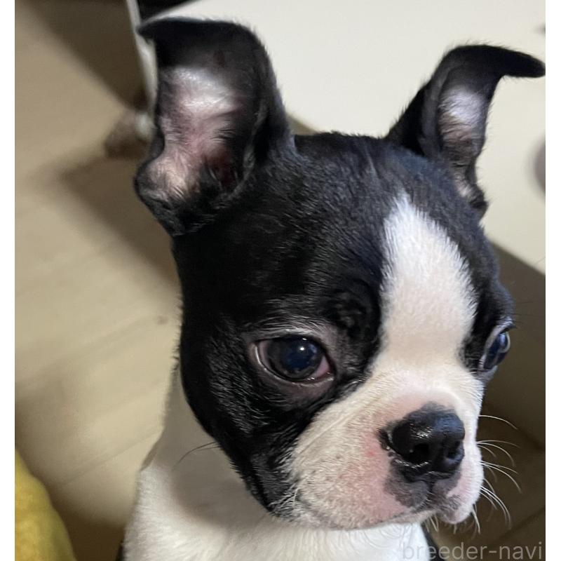 販売中の岡山県のボストンテリア-420781の8枚目