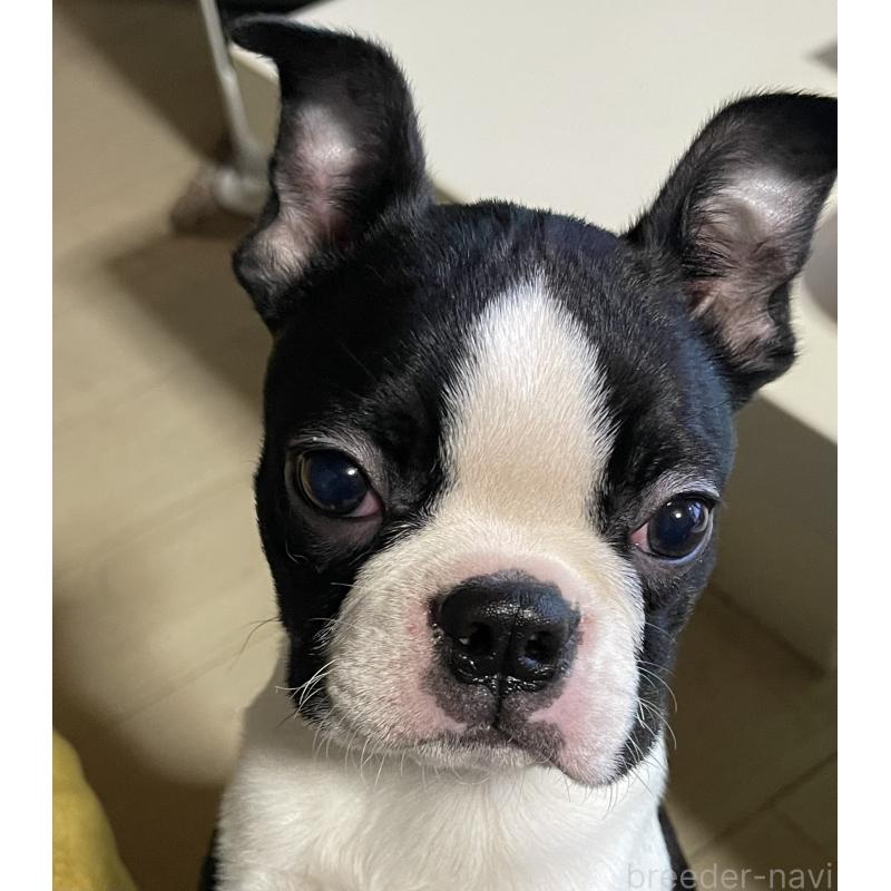 販売中の岡山県のボストンテリア-420781の7枚目