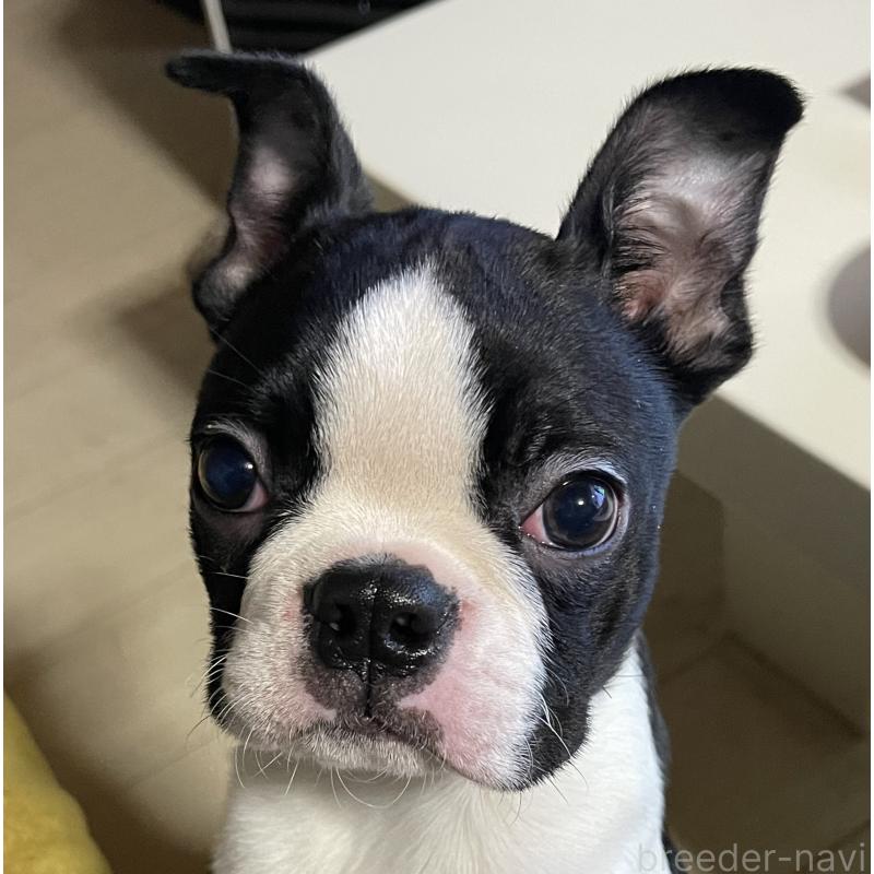 販売中の岡山県のボストンテリア-420781