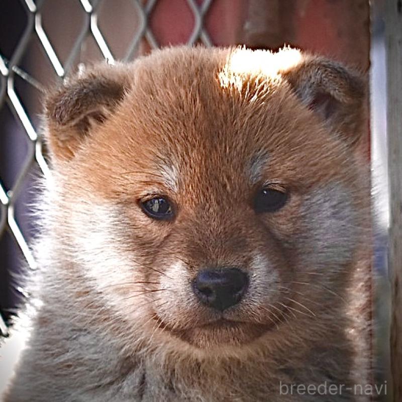 販売中の神奈川県の柴犬-440443の1枚目
