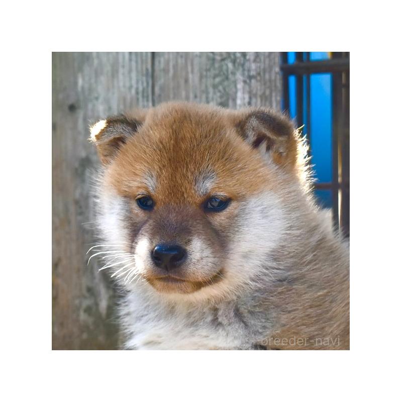 販売中の神奈川県の柴犬-440443の5枚目