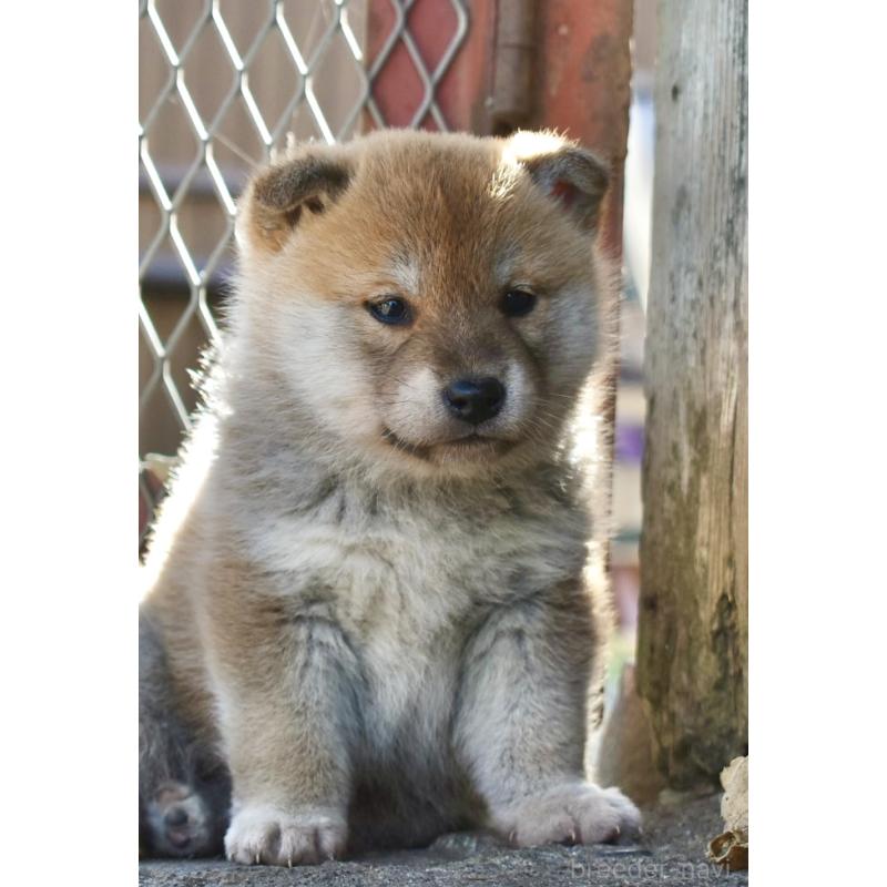 販売中の神奈川県の柴犬-440443の4枚目