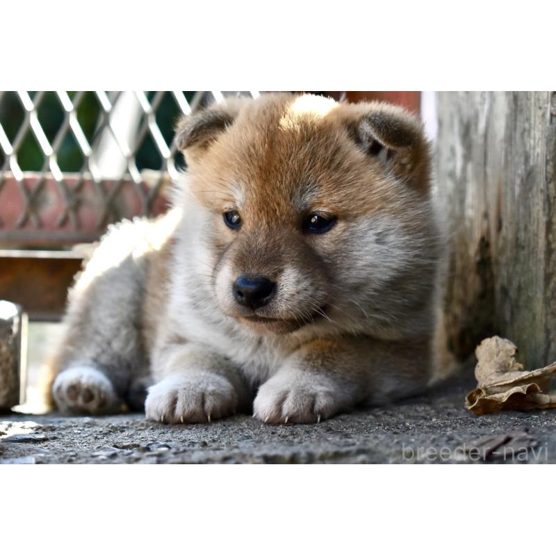 販売中の神奈川県の柴犬-440443の3枚目