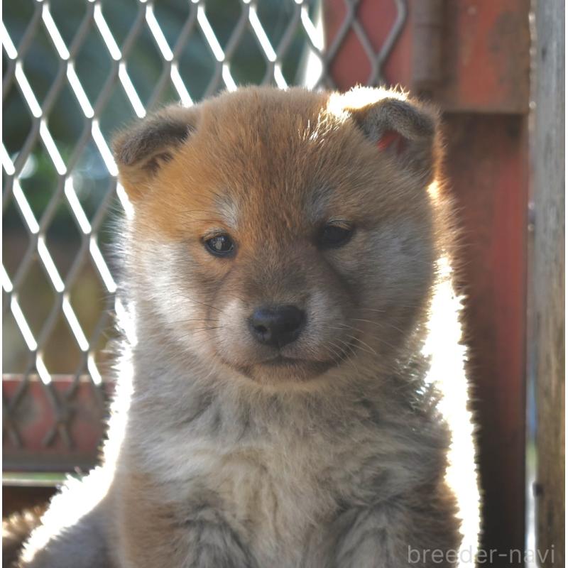 販売中の神奈川県の柴犬-440443の2枚目
