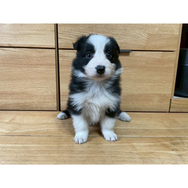 成約済の東京都のボーダーコリー-439291の9枚目