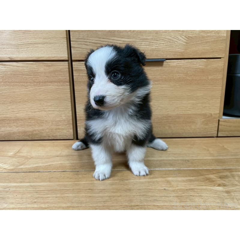 成約済の東京都のボーダーコリー-439291の8枚目