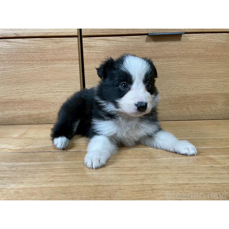 成約済の東京都のボーダーコリー-439291の6枚目