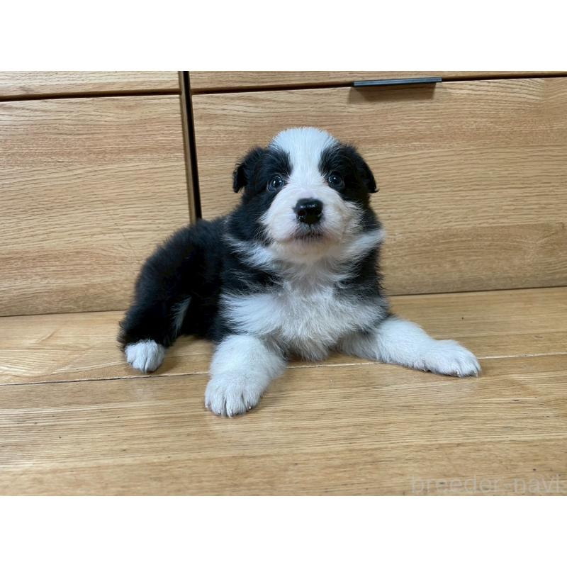 成約済の東京都のボーダーコリー-439291の5枚目