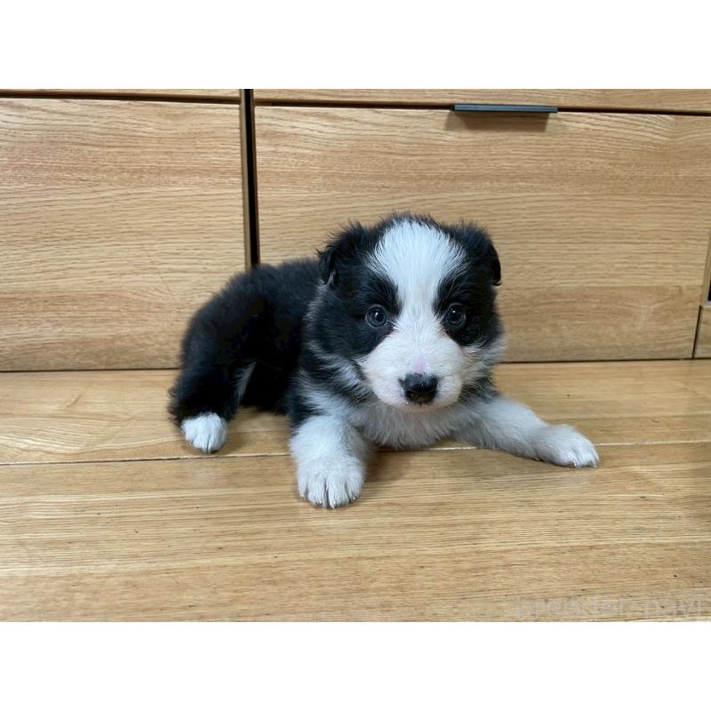 成約済の東京都のボーダーコリー-439291の4枚目