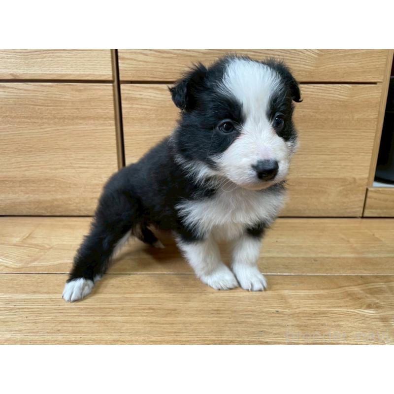 成約済の東京都のボーダーコリー-439291の3枚目